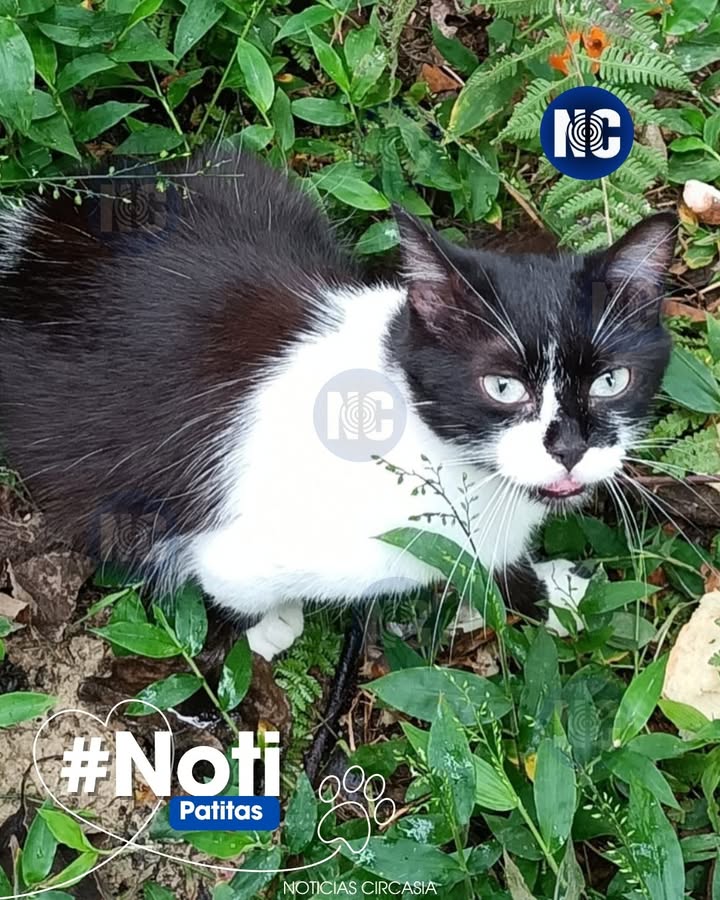 Gatica en adopción en Circasia, Quindío 