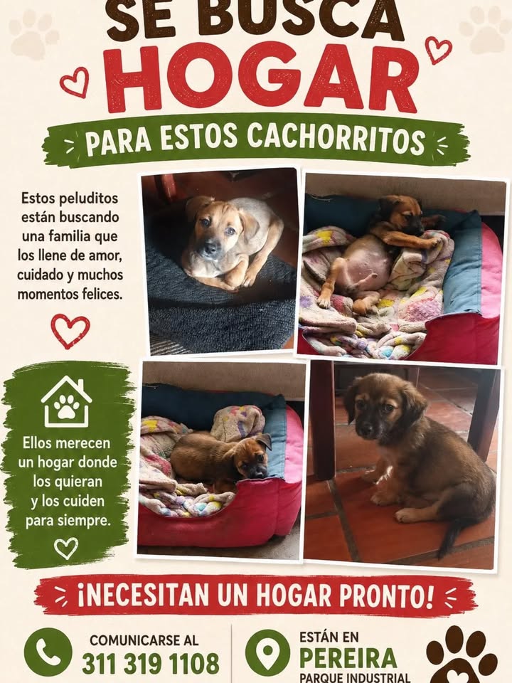 Cachorros buscando hogar en Pereira 