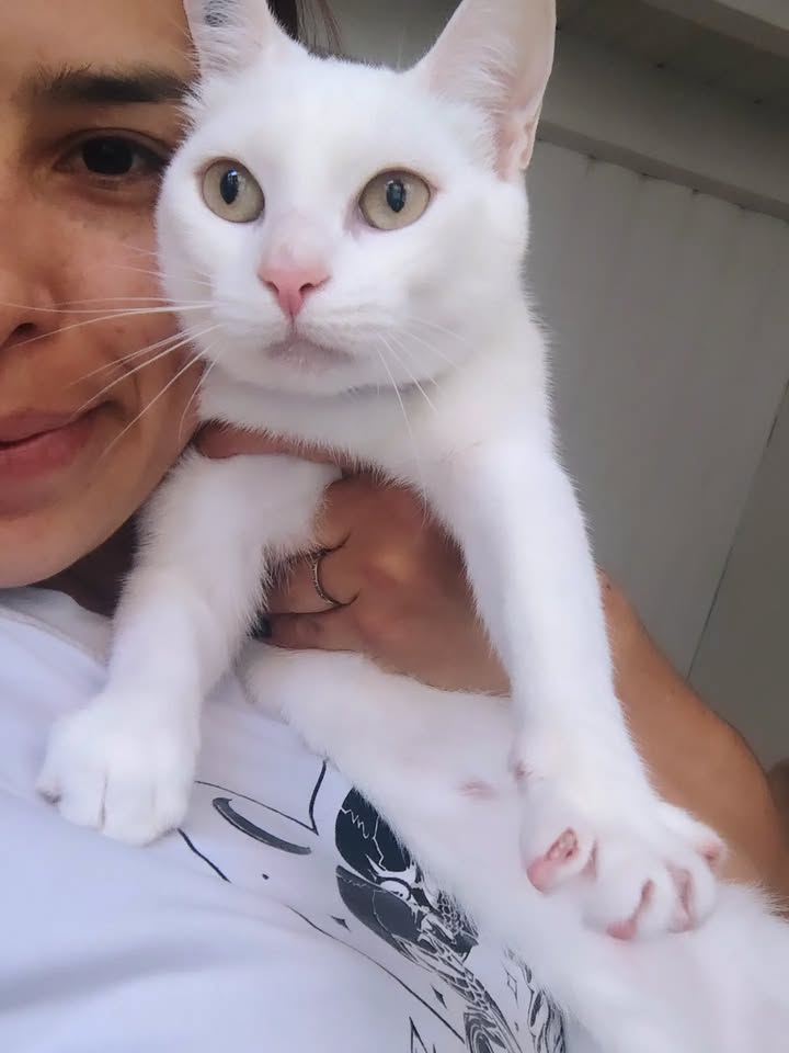 Gatos Miky y Tutty en Adopción Bogotá Colombia 