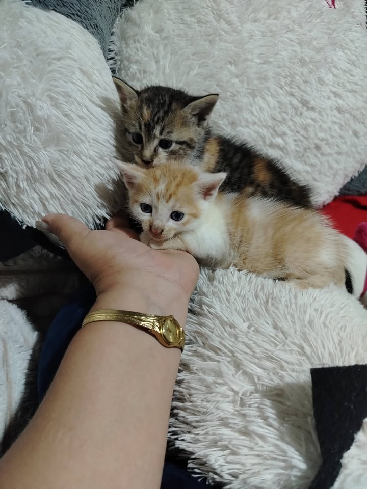 Gatitos en Adopción Bogotá 
