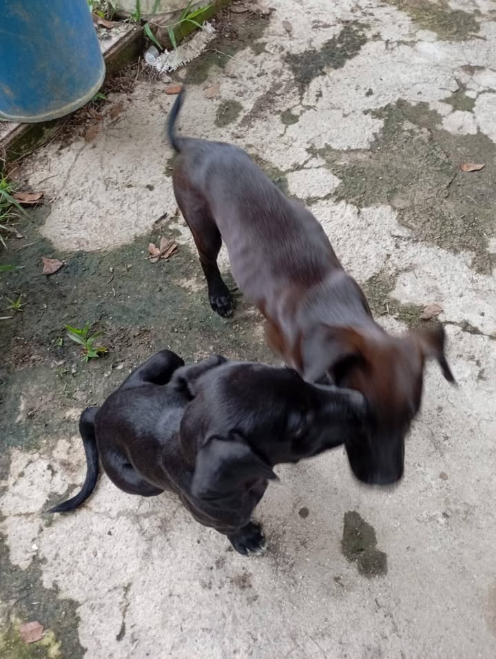 Cachorros abandonados en Amagá, Antioquia buscan hogar 