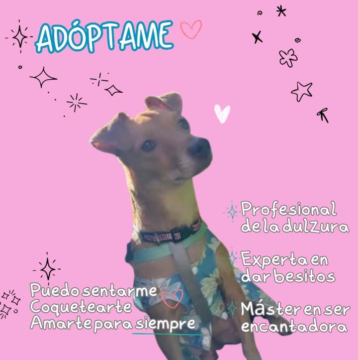 Adopta a Candy, perrita juguetona y vacunada en Bogotá 