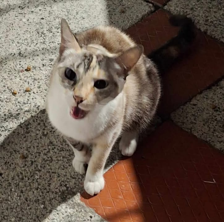 Gato en adopción en Pereira, Risaralda 