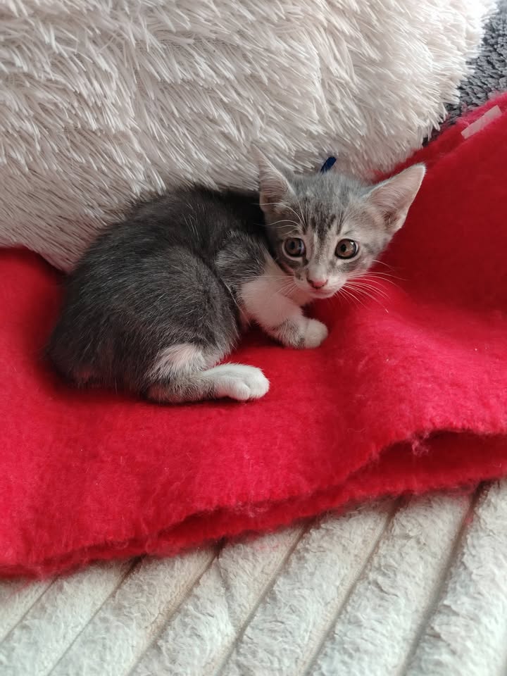 Gatitos en Adopción Bogotá 
