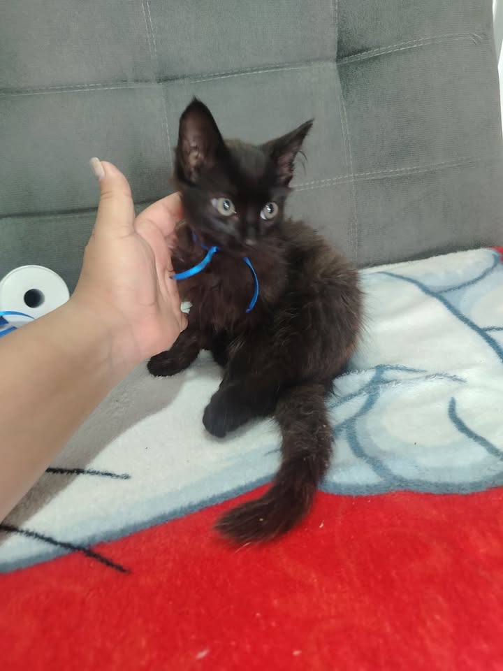 Adopción de perros y gatos en Bogotá 