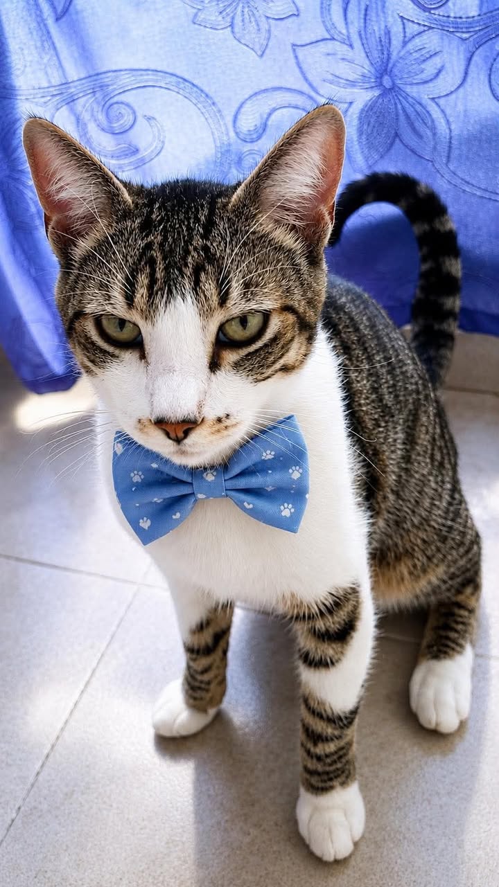 Gatico encontrado en Villa del Carmen Cuba, Pereira, Risaralda 