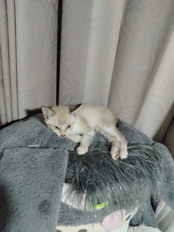 Adopción de perros y gatos en Bogotá 