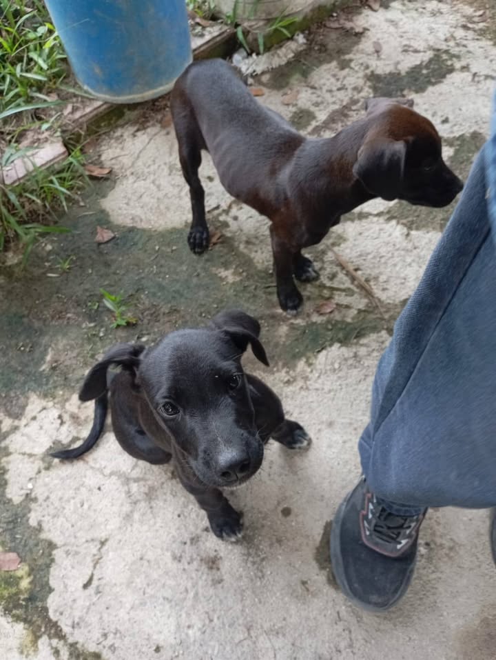 Cachorros abandonados en Amagá, Antioquia buscan hogar 