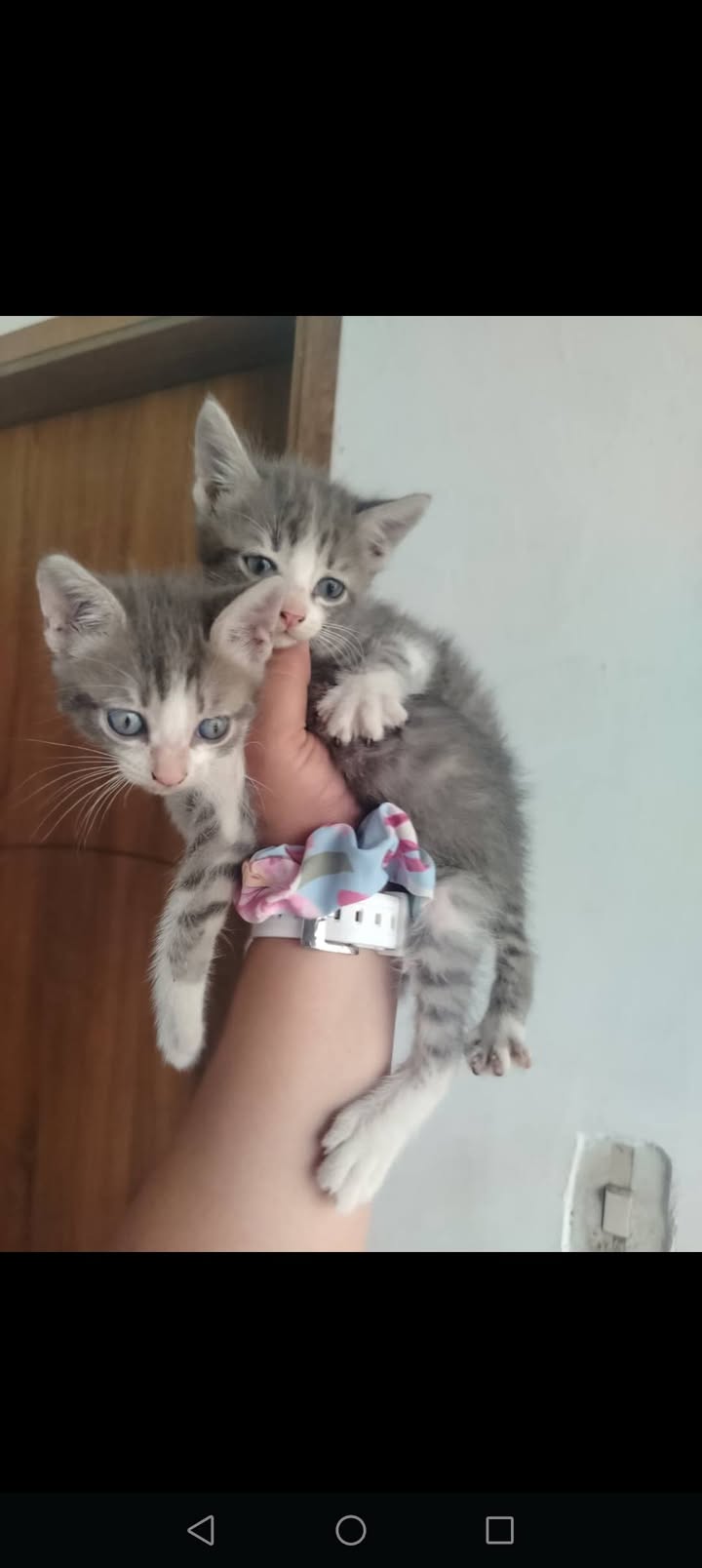 Adopción de perros y gatos en Bogotá 