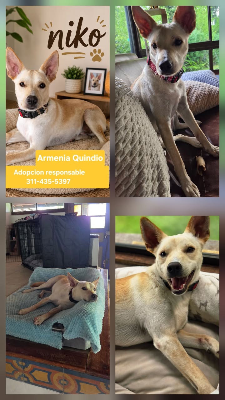 Perro para adopción en Armenia, Quindío 