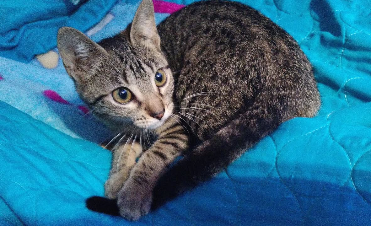 Gatita en adopción en Pereira, Risaralda 