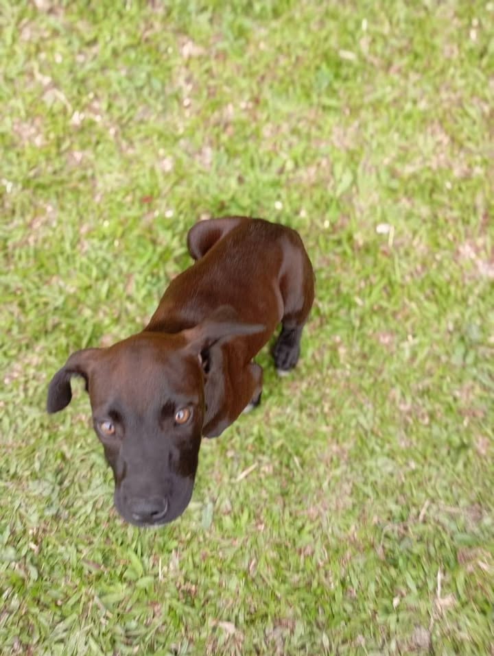 Cachorros abandonados en Amagá, Antioquia buscan hogar 