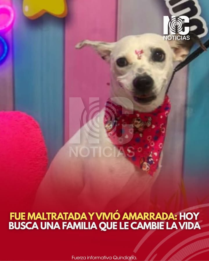 Joven perrita rescatada busca hogar en Quindío 