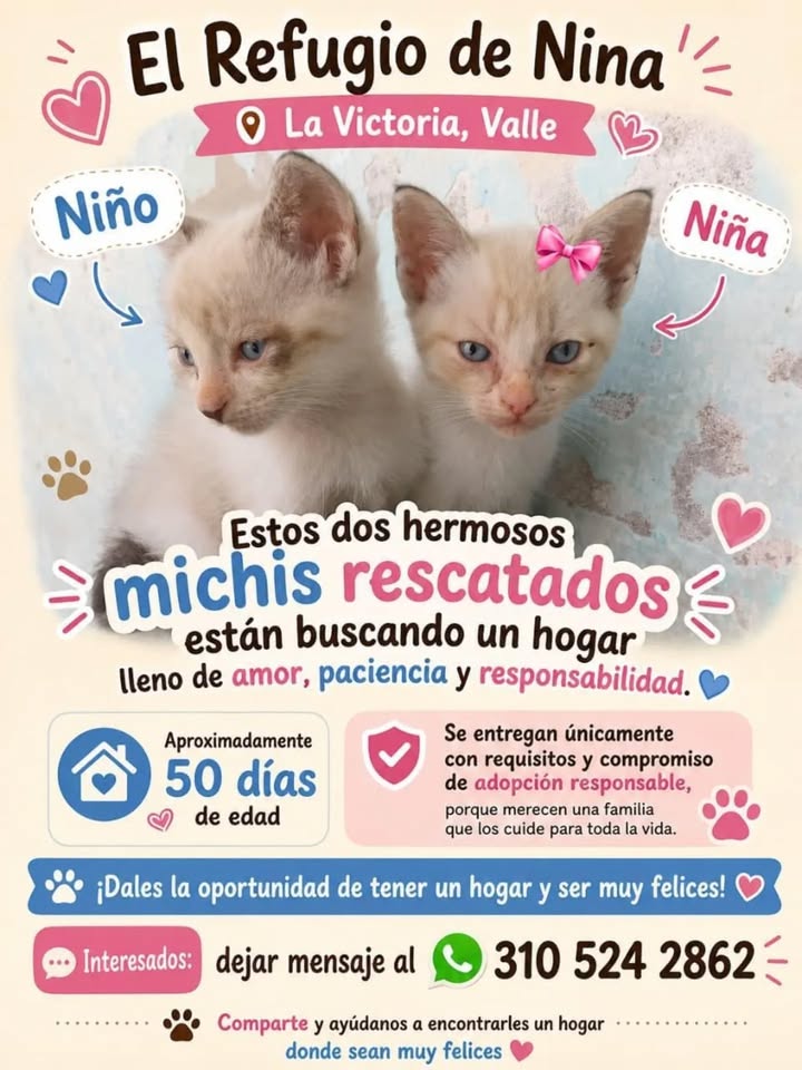 Michis rescatados buscando hogar en Pereira 
