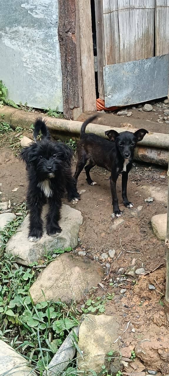 Adopta perro joven en Tuluá, Valle 