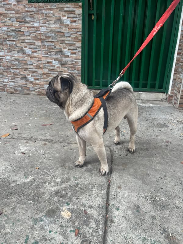 Mascota encontrada en Cali 