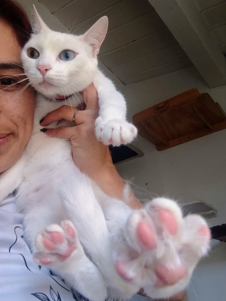 Gatos Miky y Tutty en Adopción Bogotá Colombia 