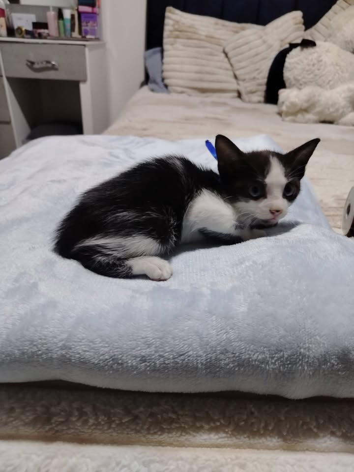 Gatitos en Adopción Bogotá 