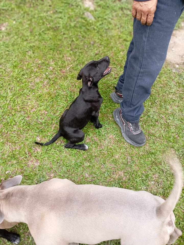 Cachorros abandonados en Amagá, Antioquia buscan hogar 