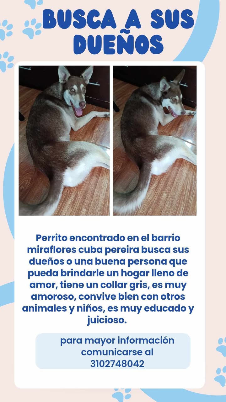 Perro perdido en Pereira busca su familia 