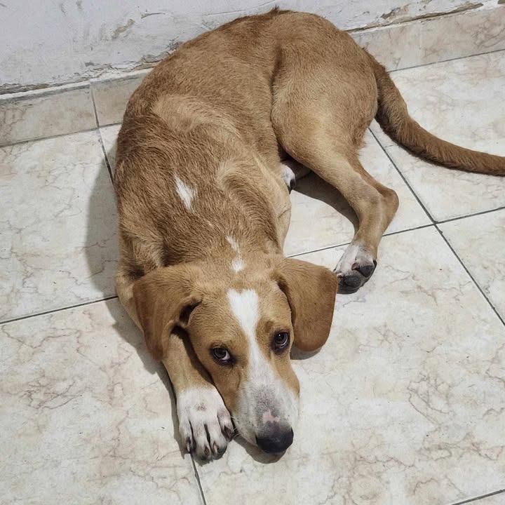 Perro en adopción en Tuluá, Valle 
