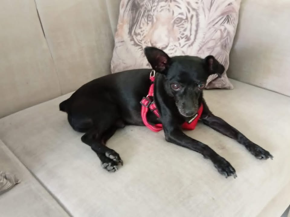 Perro perdido en Tuluá, Valle del Cauca 