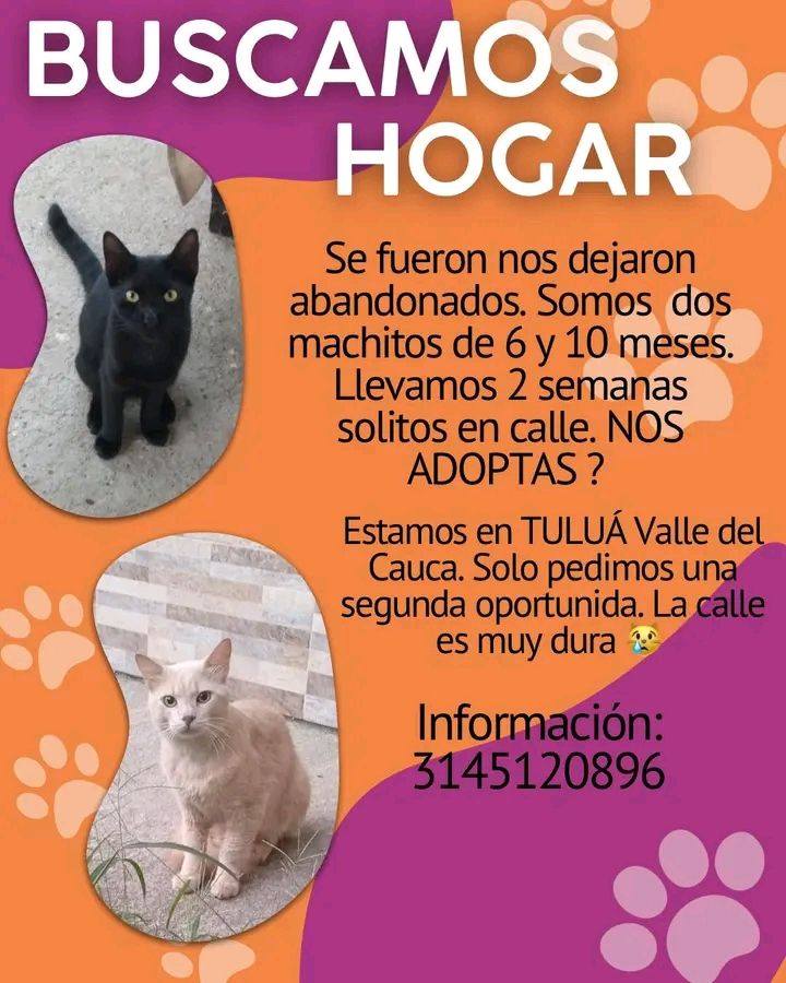 Perros en adopción en Tuluá 