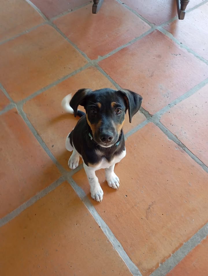 Cachorros abandonados en Amagá, Antioquia buscan hogar 