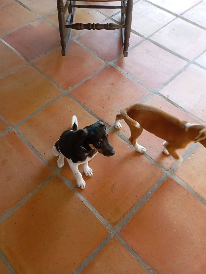 Cachorros abandonados en Amagá, Antioquia buscan hogar 