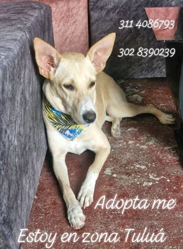 Perra en adopción en Tuluá, Valle 