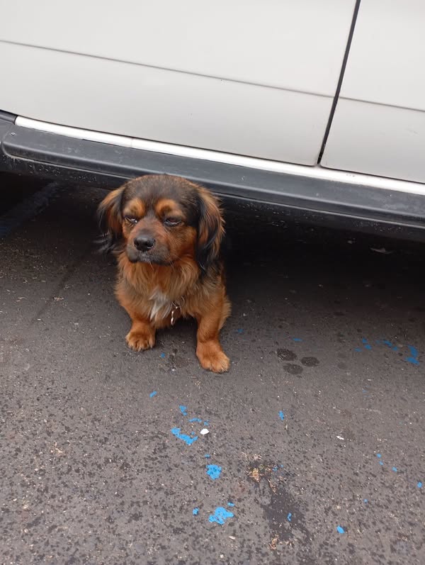 Perro encontrado en Pasto, Nariño 