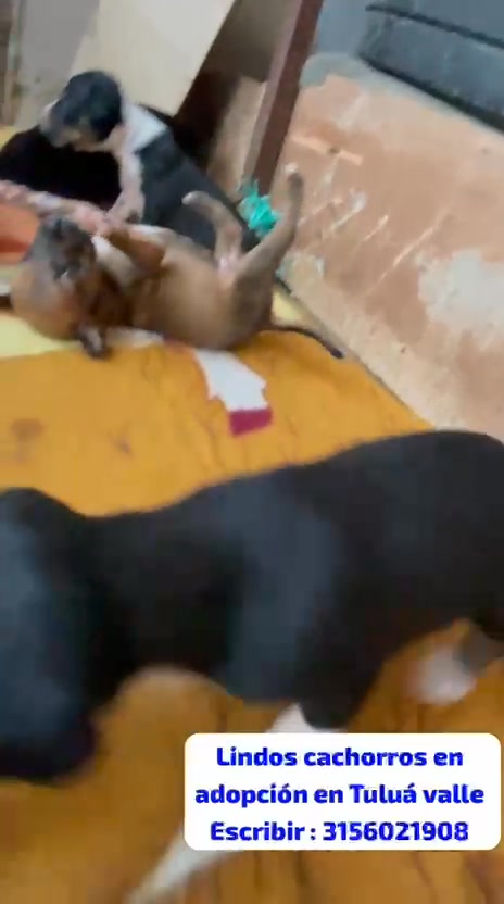Adopcion de cachorros en Tuluá 