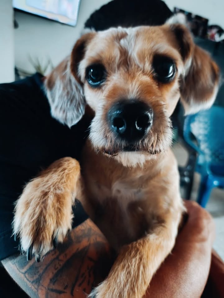 Perro de 2 años en adopción en Tuluá, Valle 