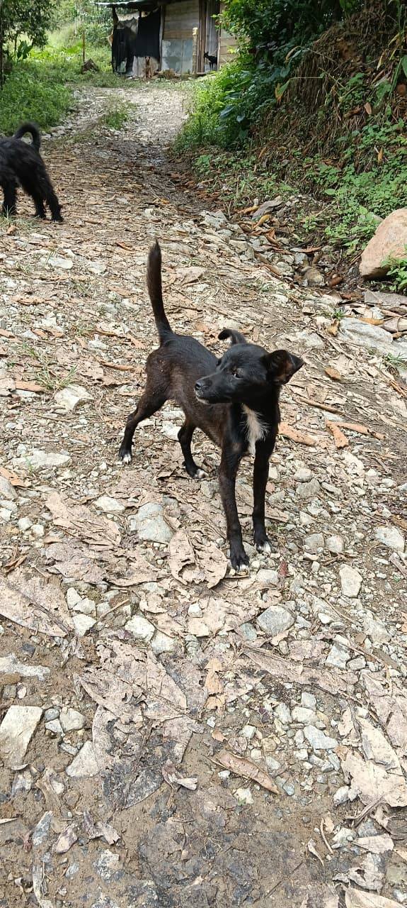 Adopta perro joven en Tuluá, Valle 
