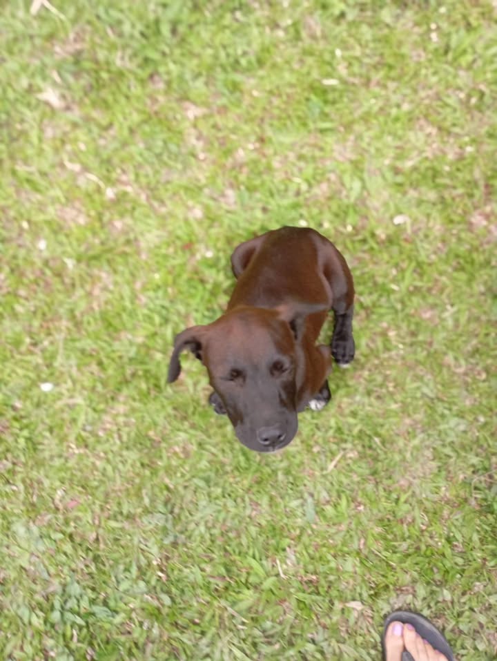 Cachorros abandonados en Amagá, Antioquia buscan hogar 