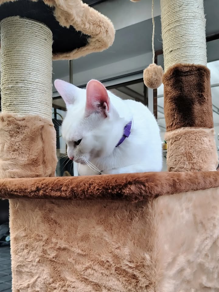 Gatos Miky y Tutty en Adopción Bogotá Colombia 