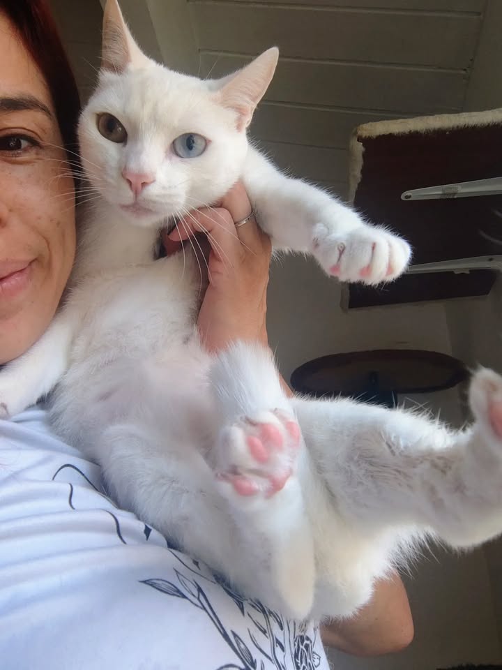 Gatos Miky y Tutty en Adopción Bogotá Colombia 