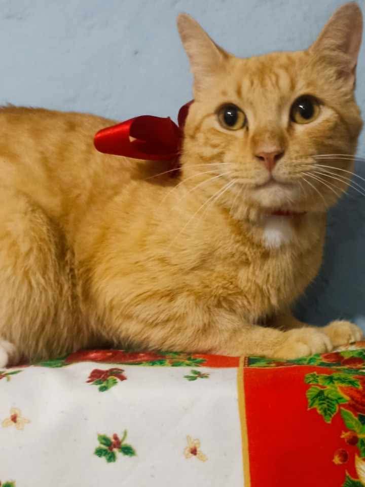 Gato rescatado en Tuluá busca hogar 