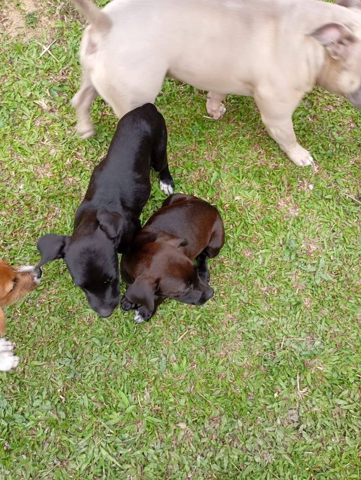 Cachorros abandonados en Amagá, Antioquia buscan hogar 