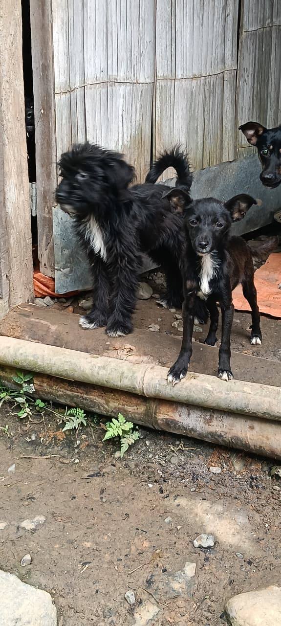 Adopta perro joven en Tuluá, Valle 