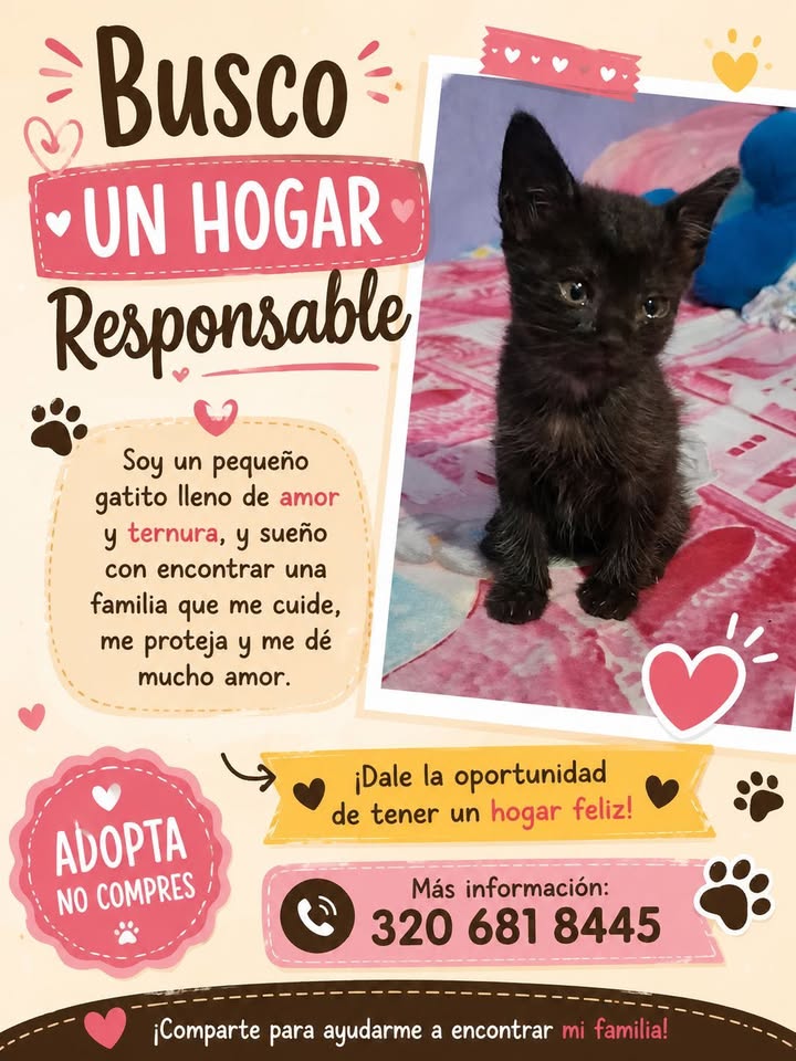 Gatito negro busca un hogar responsable en Tuluá 