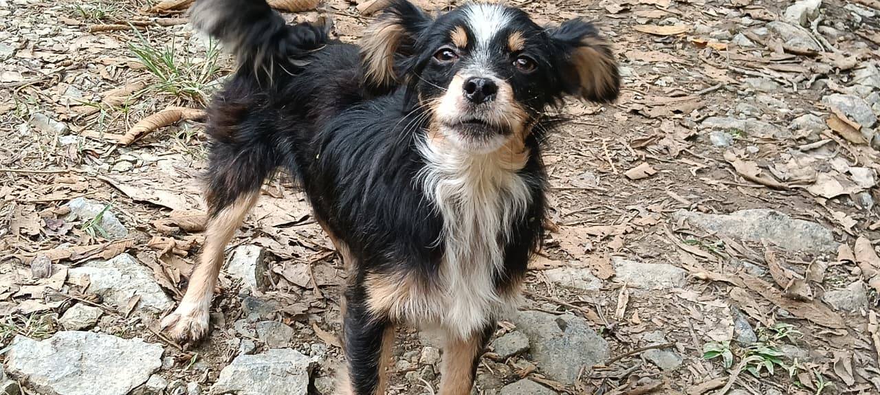 Adopta perro joven en Tuluá, Valle 