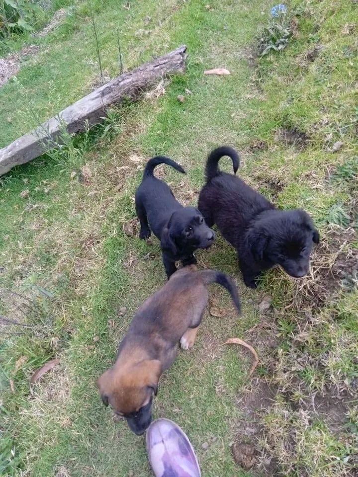 Cachorros en Adopción Responsable en Tuluá 