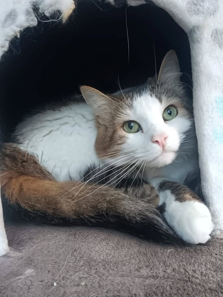 Seguimiento de Adopciones de Gato Fénix en Bogotá 