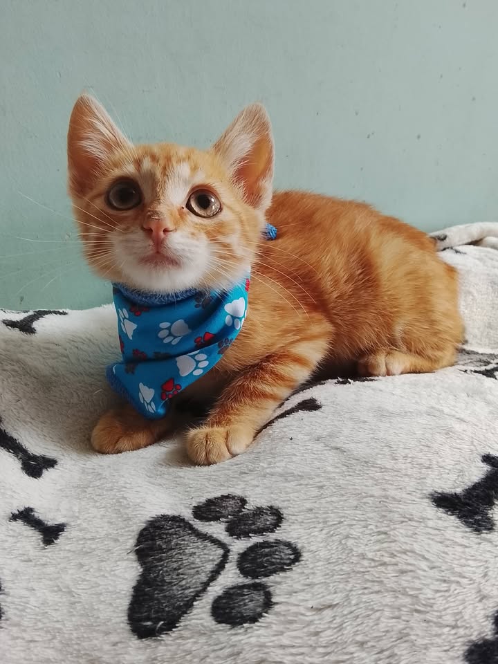 Gato anaranjado de dos meses y medio en adopción en Neira, Caldas 
