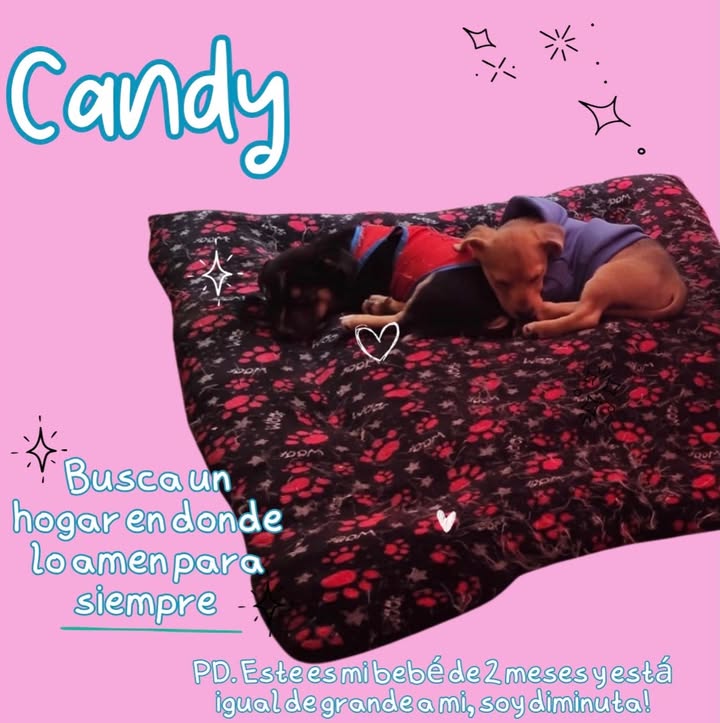 Adopta a Candy, perrita juguetona y vacunada en Bogotá 