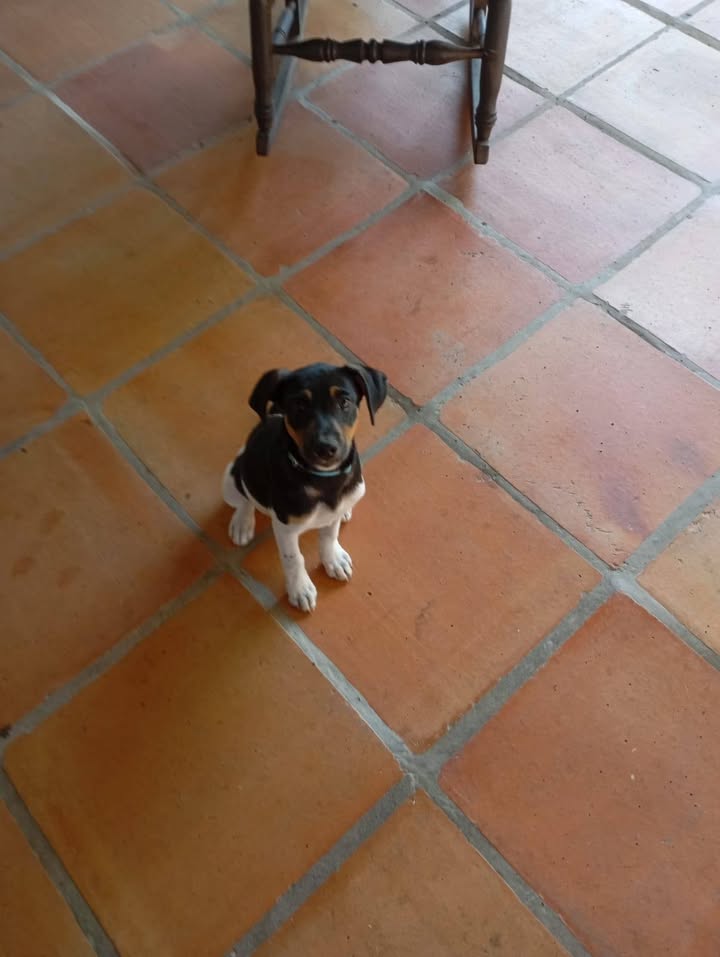 Cachorros abandonados en Amagá, Antioquia buscan hogar 