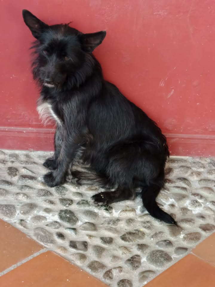 Perro en adopción en Sevilla, Valle 