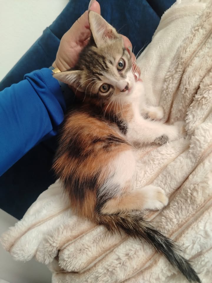 Adopción Gatitos y Perros en Bogotá 