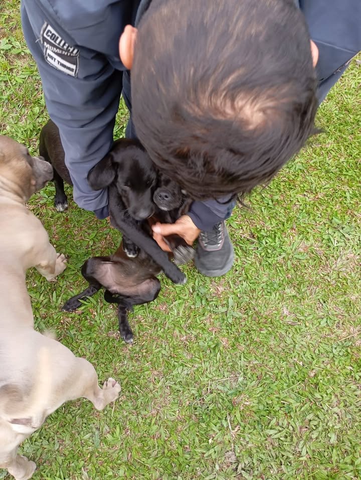 Cachorros abandonados en Amagá, Antioquia buscan hogar 